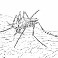蚊子传播病毒