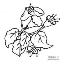 花朵简笔画 牵牛花简笔画怎么画