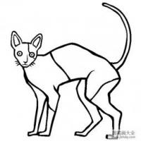 猫咪图片 柯尼斯卷毛猫简笔画