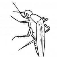 蚊子的简单画法