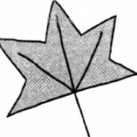 简单的枫叶简笔画图片教程