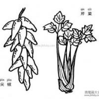 芹菜和尖椒简笔画图片