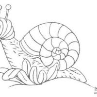 3张可爱的蜗牛简笔画图片